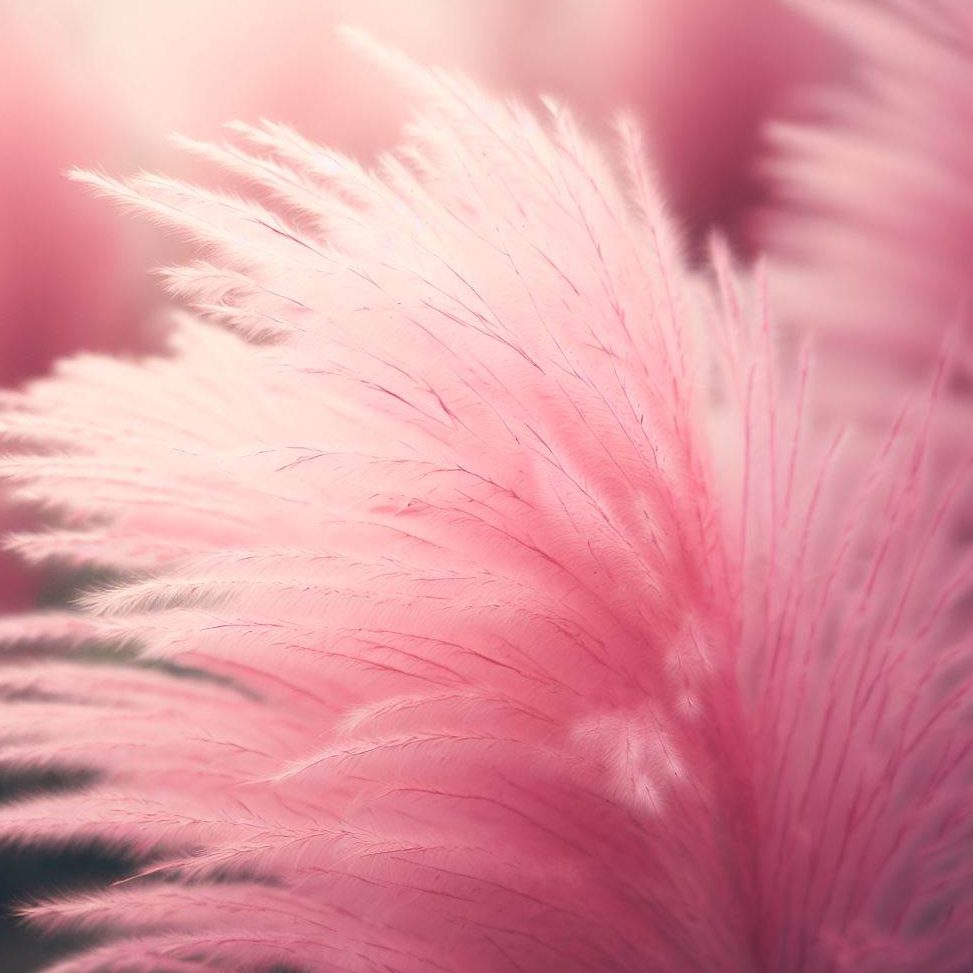 A stunning close up of pink pampas grass showing intricate detail