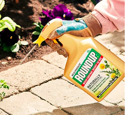Yellow bottle of Roundup branded weed killer being used on weeds